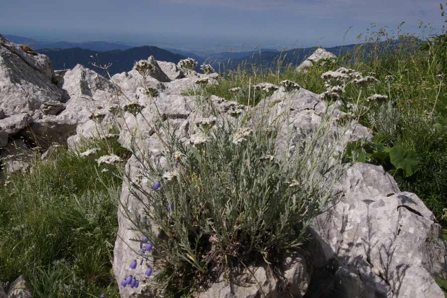 Planinski pelin (<i>Achillea clavenae</i>), planina Leskovca – Krn, 2010-07-19 (Foto: Benjamin Zwittnig)