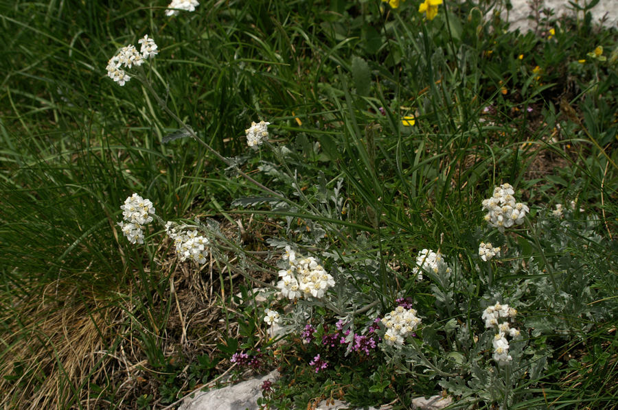 Planinski pelin (<i>Achillea clavenae</i>), Gamsov skret, 2007-06-21 (Foto: Benjamin Zwittnig)
