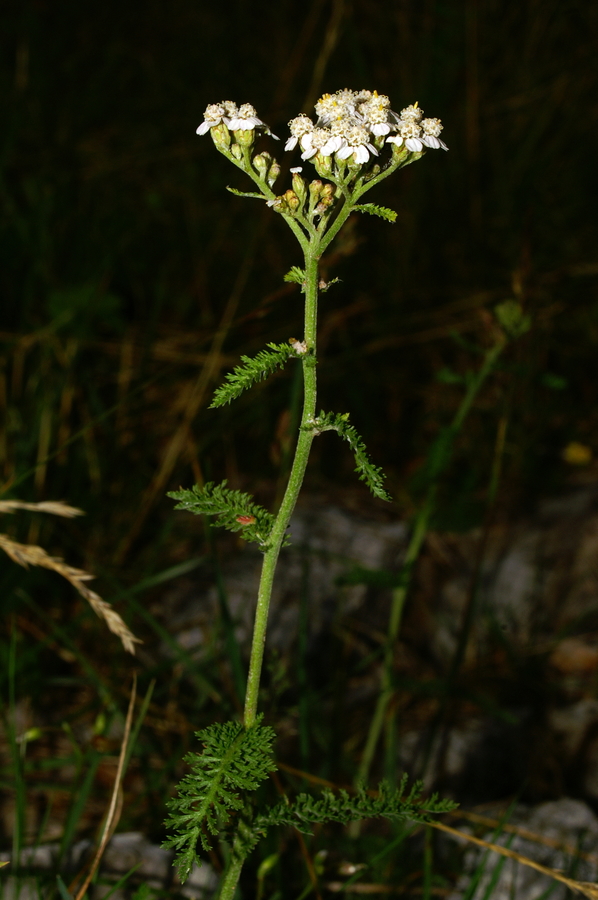 Navadni rman (<i>Achillea millefiolium</i>), Soriška planina, 2006-08-15 (Foto: Benjamin Zwittnig)