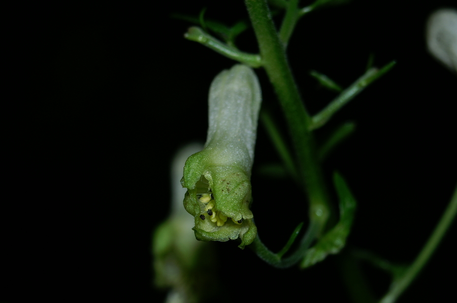 Ozkočeladasta preobjeda (<i>Aconitum lycoctonum ssp. lycoctonum</i>), Fridrihštajn, 2006-07-08 (Foto: Benjamin Zwittnig)