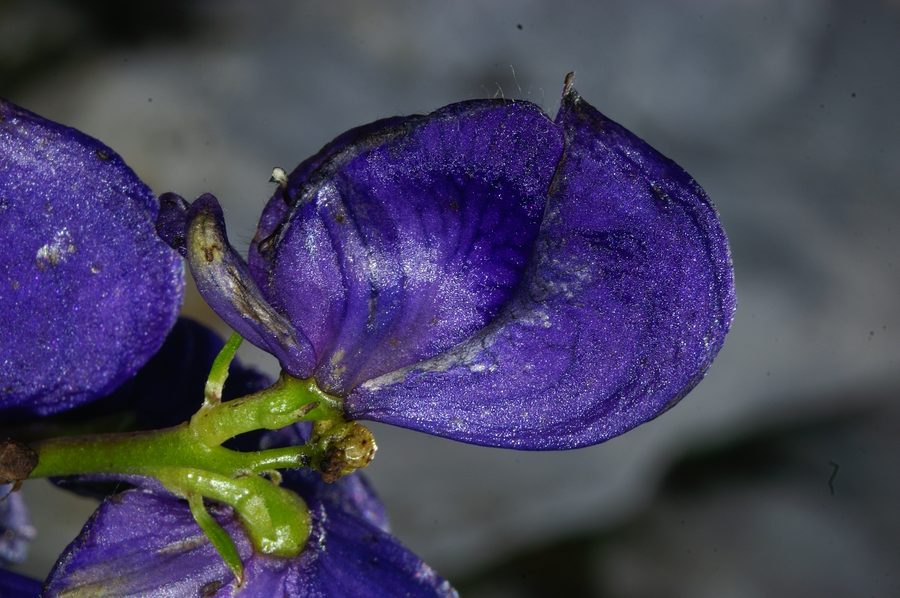 Repičasta preobjeda (<i>Aconitum napellus</i>), Grintavec, 2006-10-08 (Foto: Benjamin Zwittnig)