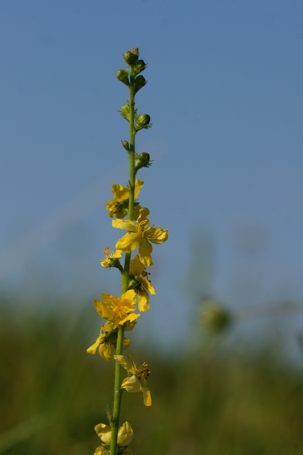 Vitki repik (<i>Agrimonia procera</i>), 2015-07-14 (Foto: Benjamin Zwittnig)