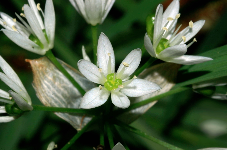Čemaž (<i>Allium ursinum</i>), Lj., 2006-05-17 (Foto: Benjamin Zwittnig)