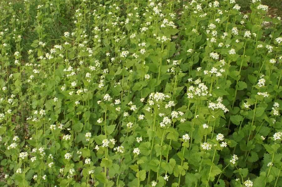 Česnovka (<i>Alliaria petiolata</i>), Slavnik, 2007-04-22 (Foto: Benjamin Zwittnig)