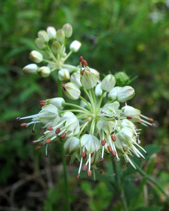 Rumenkasti luk (<i>Allium ericetorum</i>), Bohor, 2009-09-03 (Foto: Sonja Kostevc)