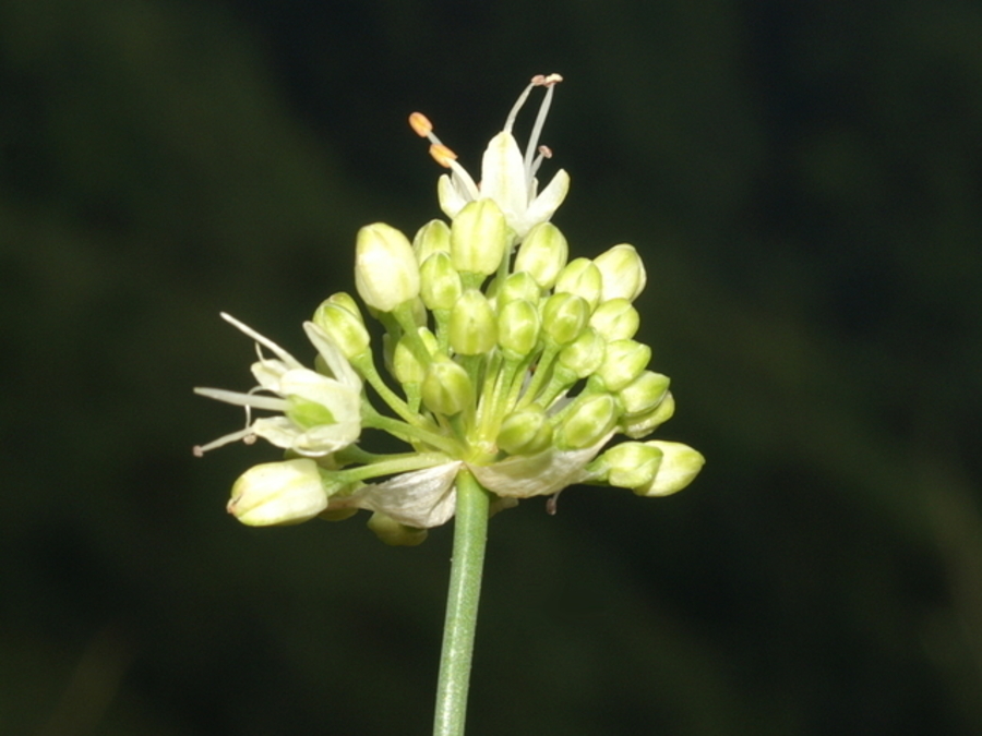 Rumenkasti luk (<i>Allium ericetorum</i>), Polhograjska Grmada, 2007-08-18 (Foto: Benjamin Zwittnig)