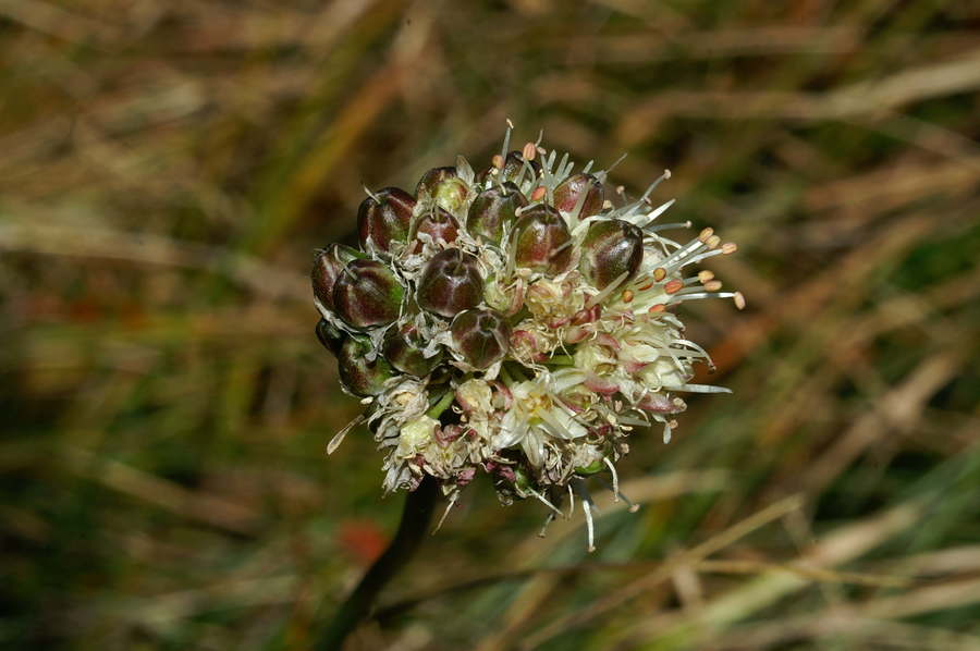 Rumenkasti luk (<i>Allium ericetorum</i>), Nanos, 2006-09-24 (Foto: Benjamin Zwittnig)