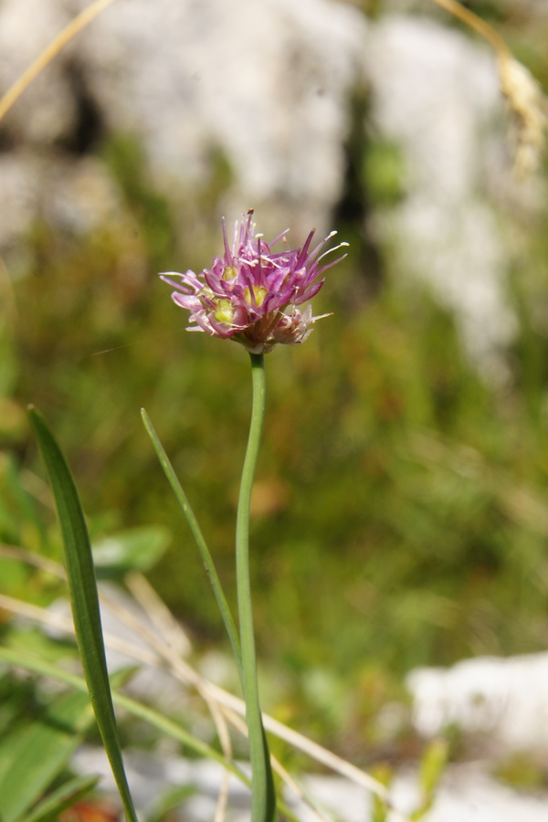 Škrlatni luk, kamniški luk (<i>Allium kermesinum</i>), pod Velikim vrhom (Dleskovec), 2013-08-29 (Foto: Benjamin Zwittnig)