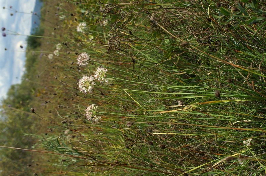 Dišeči luk (<i>Allium suaveolens</i>), Cerkniško jezero, 2007-09-09 (Foto: Benjamin Zwittnig)
