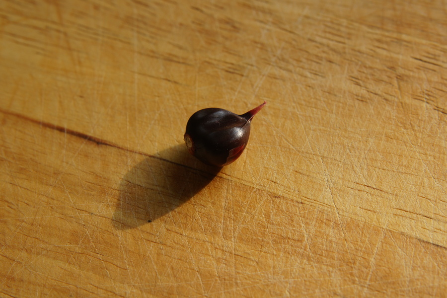 Divji luk (<i>Allium scorodoprasum ssp. scorodoprasum</i>), Lj. barje, 2013-07-07 (Foto: Benjamin Zwittnig)