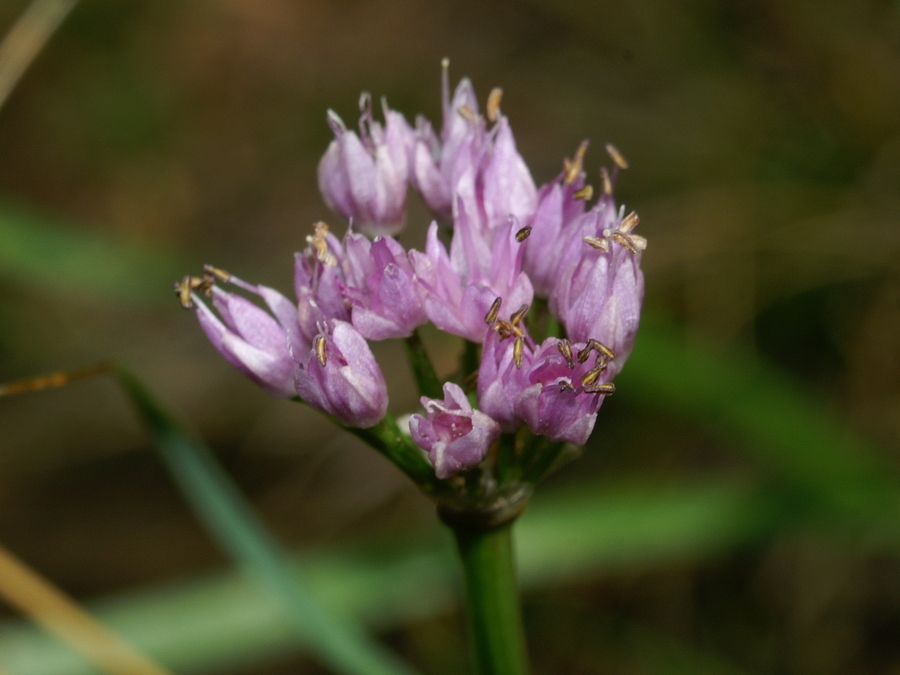 Gorski luk (<i>Allium senescens</i>), Podnanos, 2006-09-24 (Foto: Benjamin Zwittnig)
