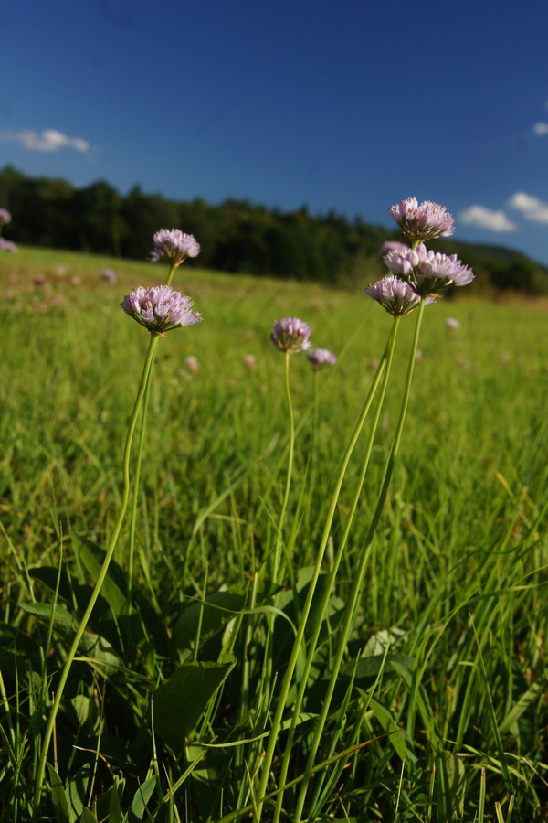Dišeči luk (<i>Allium suaveolens</i>), Radensko polje, 2013-07-31 (Foto: Benjamin Zwittnig)