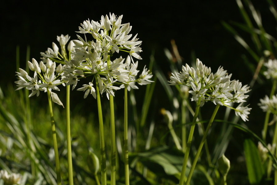 Čemaž (<i>Allium ursinum</i>), Lj., 2014-04-15 (Foto: Benjamin Zwittnig)