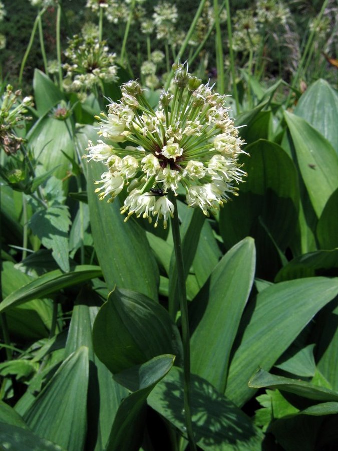 Vanež (<i>Allium victorialis</i>), Snežnik, 2009-07-14 (Foto: Boris Gaberšček)