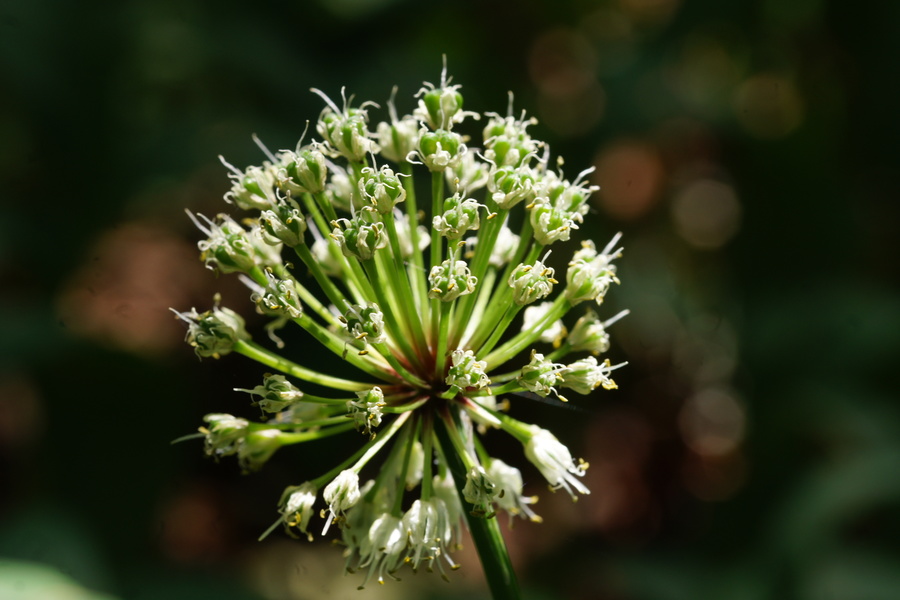 Vanež (<i>Allium victorialis</i>), Ždrocle, 2015-07-04 (Foto: Benjamin Zwittnig)