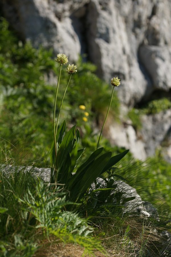 Vanež (<i>Allium victorialis</i>), nad planino Gozdec (Kanin), 2018-06-20 (Foto: Benjamin Zwittnig)