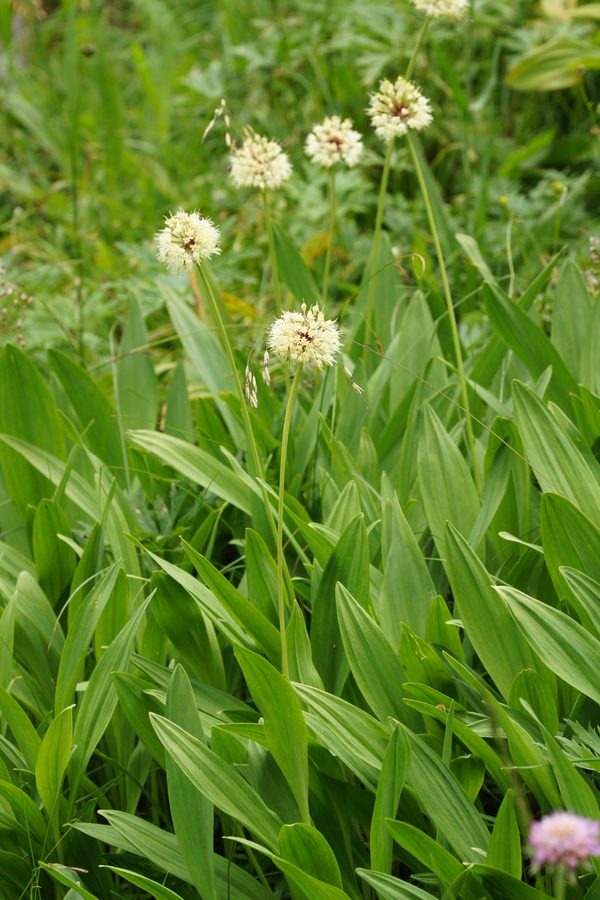 Vanež (<i>Allium victorialis</i>), Čez dol (Zadnjiški ozebnik), 2016-07-25 (Foto: Benjamin Zwittnig)