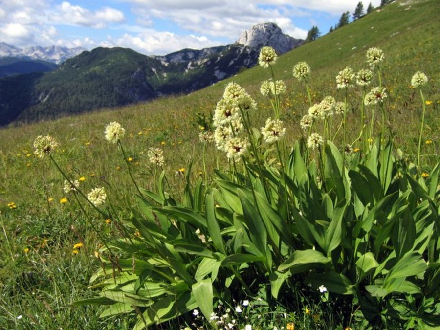 Vanež (<i>Allium victorialis</i>), južno pobočje Tosca, 2007-07-13 (Foto: Boris Gaberšček)