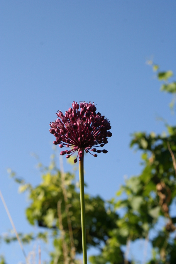 Vinograjski luk (<i>Allium vineale</i>), Goče, 2008-06-21 (Foto: Kristina Ugrinović)