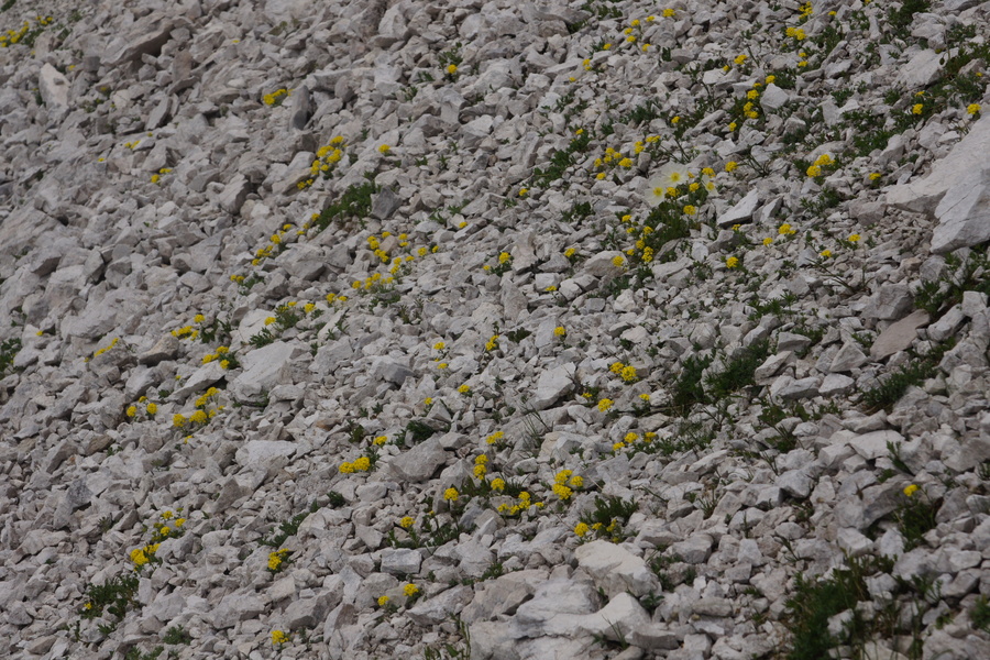 Obirski grobeljnik (<i>Alyssum ovirense</i>), Krnica (Kanin), 2013-07-25 (Foto: Benjamin Zwittnig)