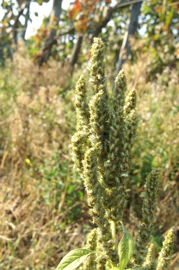Navadni ščir (<i>Amaranthus retroflexus</i>), Boldraž, 2009-09-26 (Foto: Benjamin Zwittnig)