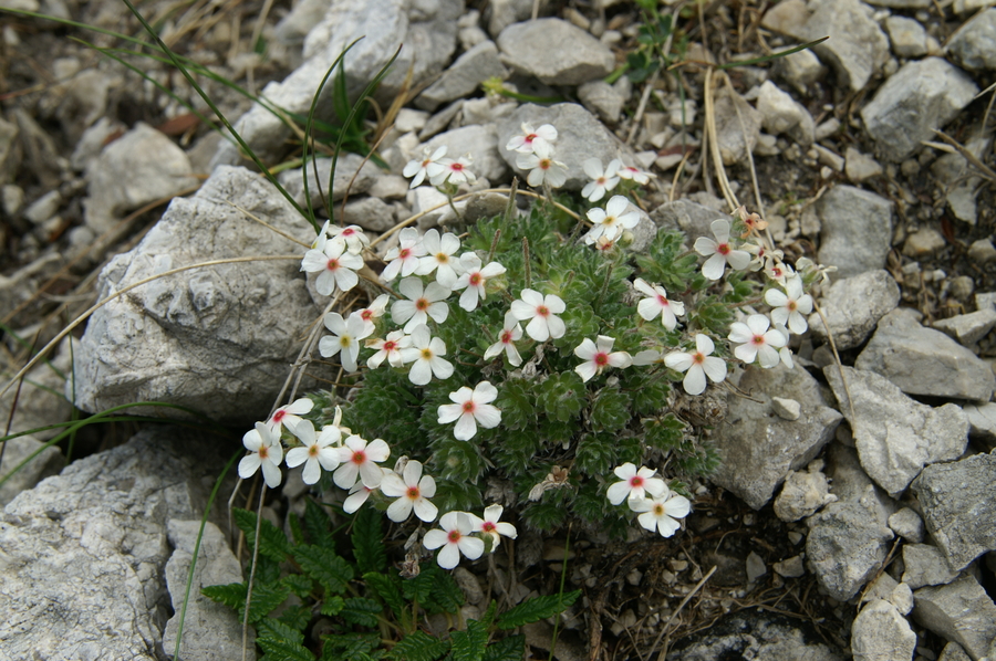 Kuštravi oklep (<i>Androsace villosa</i>), Korošica (Kamniške  alpe), 2008-07-12 (Foto: Benjamin Zwittnig)
