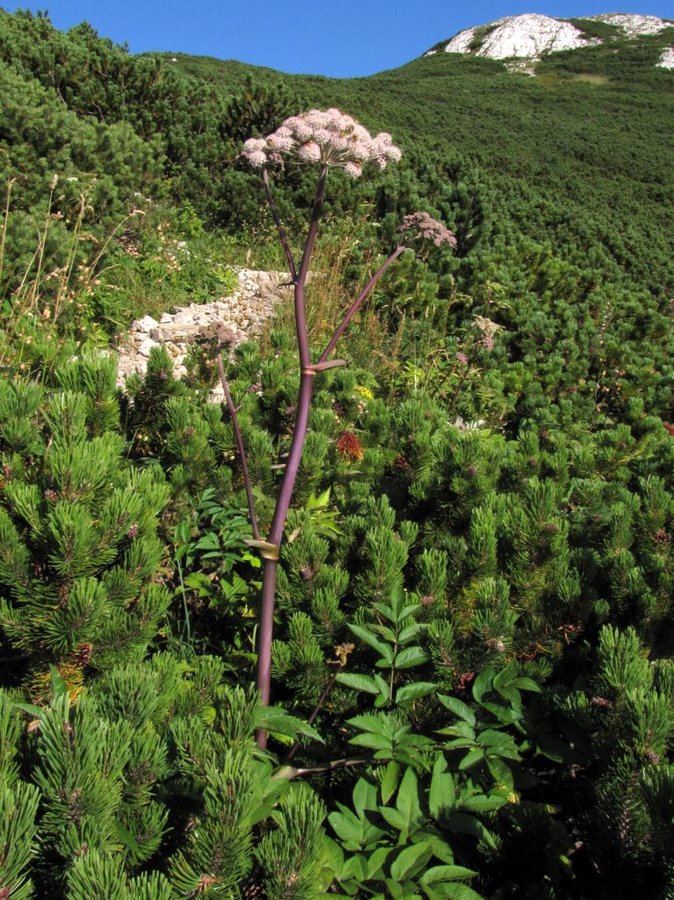 Navadni gozdni koren (<i>Angelica sylvestris ssp. montana</i>), Snežnik, 2010-08-10 (Foto: Boris Gaberšček)