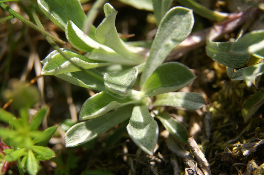 Navadna majnica (<i>Antennaria dioica</i>), Velika planina, 2010-06-23 (Foto: Benjamin Zwittnig)