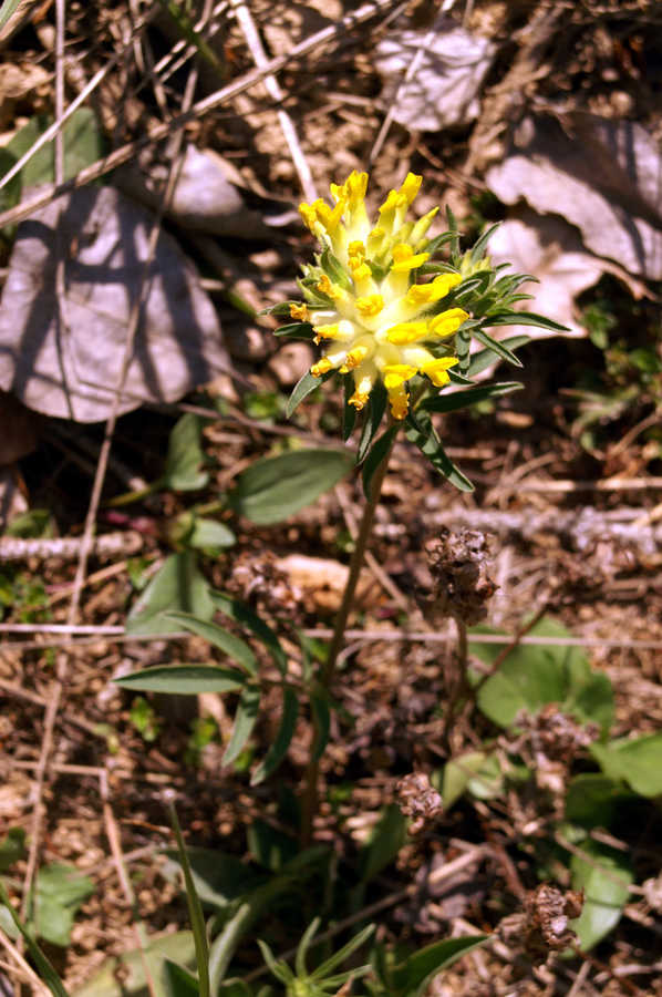 Pravi ranjak (<i>Anthyllis vulneraria ssp. vulneraria</i>), Horjul, 2007-04-14 (Foto: Benjamin Zwittnig)