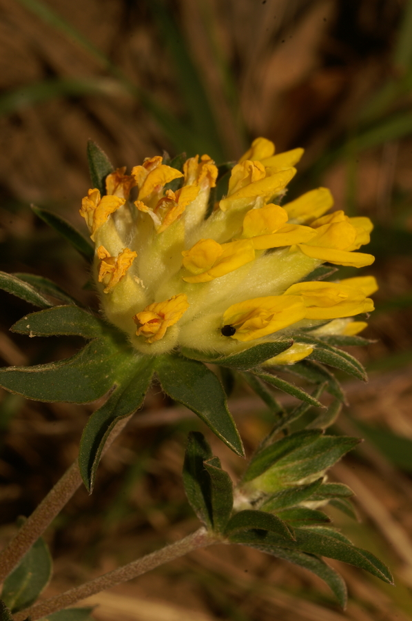 Pravi ranjak (<i>Anthyllis vulneraria ssp. vulneraria</i>), Horjul, 2007-04-14 (Foto: Benjamin Zwittnig)
