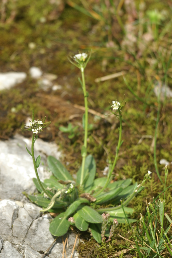 Navadni repnjakovec (<i>Arabidopsis thaliana</i>), Velika planina, 2008-06-26 (Foto: Benjamin Zwittnig)