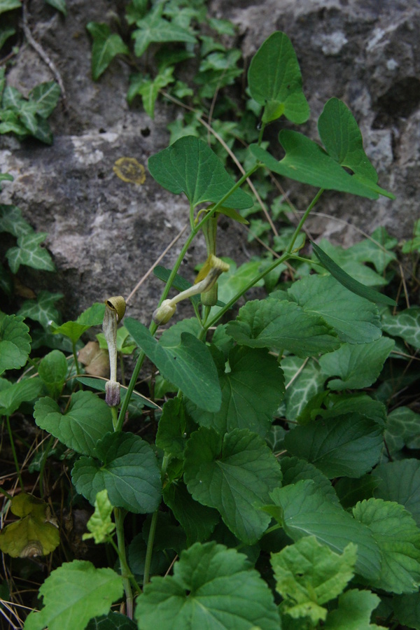 Rumeni podraščec (<i>Aristolochia lutea</i>), Črni kal, 2011-04-23 (Foto: Benjamin Zwittnig)