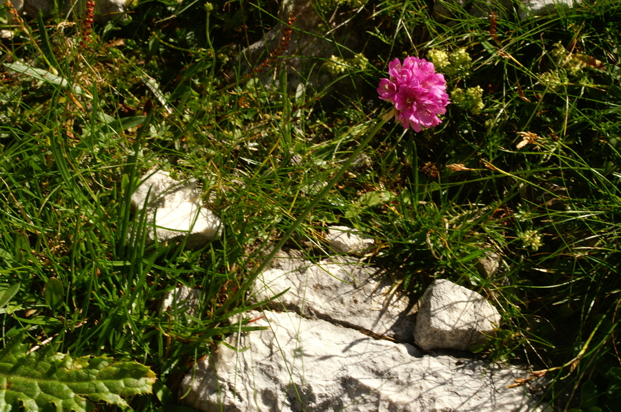 Alpski pečnik (<i>Armeria alpina</i>), Pod Rjavino, 2006-09-01 (Foto: Benjamin Zwittnig)
