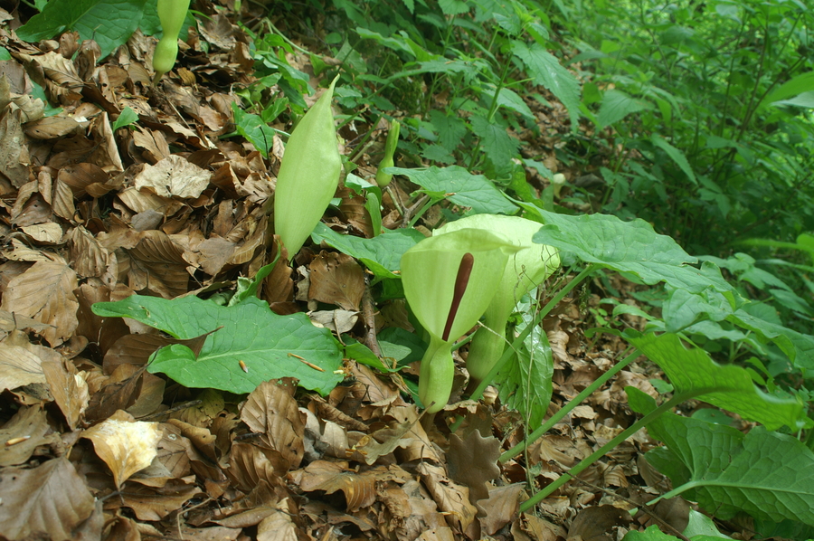 Pegasti kačnik (<i>Arum maculatum</i>), Čolnišče, 2008-05-04 (Foto: Benjamin Zwittnig)