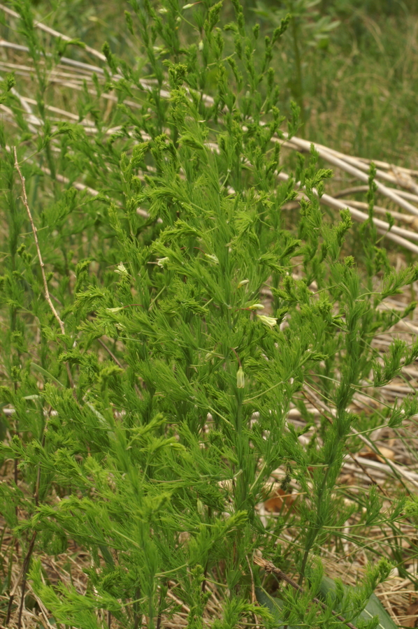 Lasasti beluš (<i>Asparagus tenuifolius</i>), Slavnik, 2007-04-22 (Foto: Benjamin Zwittnig)