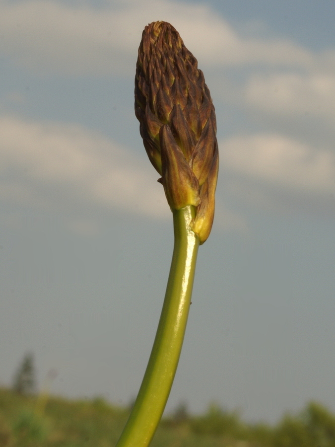 Navadni zlati koren (<i>Asphodelus albus</i>), Slavnik, 2007-04-22 (Foto: Benjamin Zwittnig)