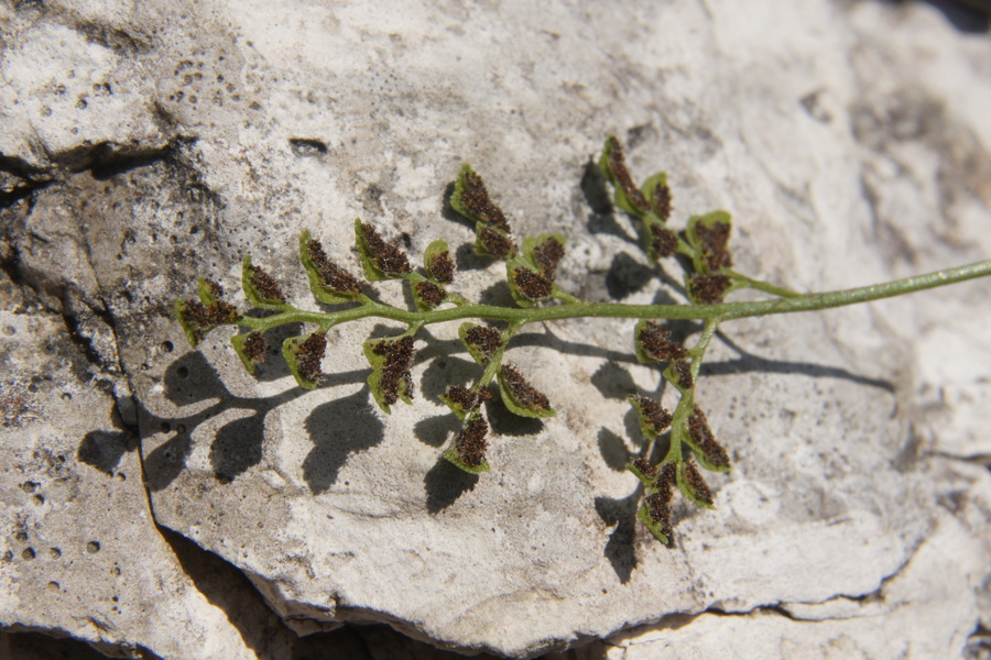 Pozidna rutica (<i>Asplenium ruta-muraria ssp. ruta-muraria</i>), Zadnjica, 2010-07-23 (Foto: Benjamin Zwittnig)