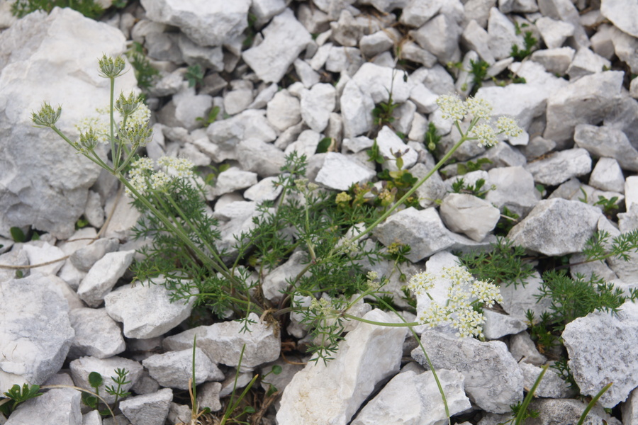 Alpska jelenka (<i>Athamanta cretensis</i>), Krnica (Kanin), 2013-07-25 (Foto: Benjamin Zwittnig)