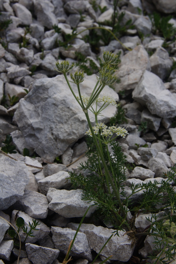 Alpska jelenka (<i>Athamanta cretensis</i>), Krnica (Kanin), 2013-07-25 (Foto: Benjamin Zwittnig)