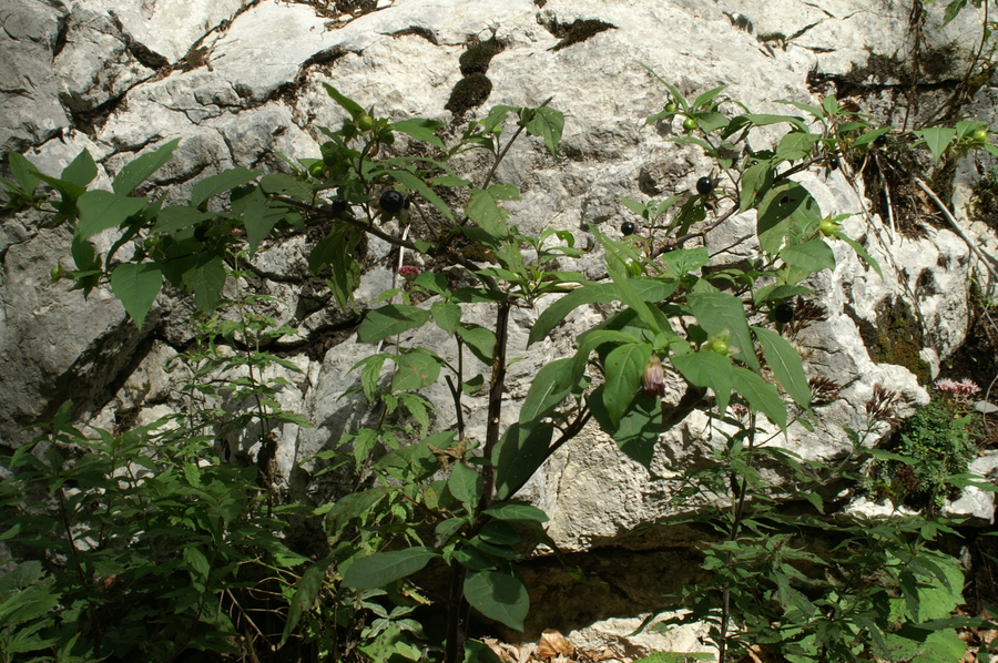 Volčja češnja (<i>Atropa belladonna</i>), Podkraj – Javornik, 2007-09-08 (Foto: Benjamin Zwittnig)