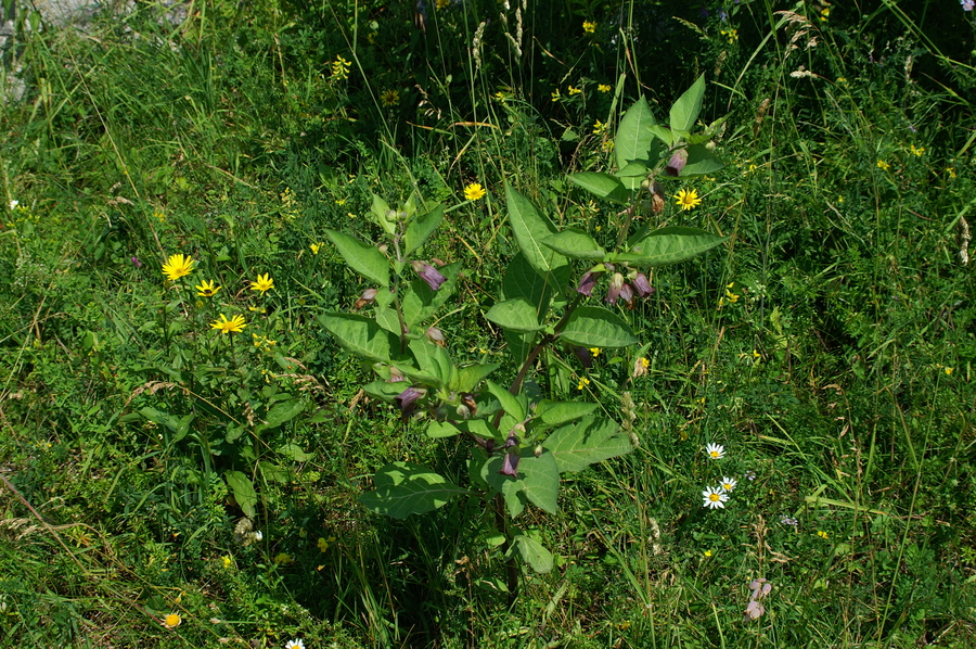 Volčja češnja (<i>Atropa belladonna</i>), Fridrihštajn, 2006-07-08 (Foto: Benjamin Zwittnig)