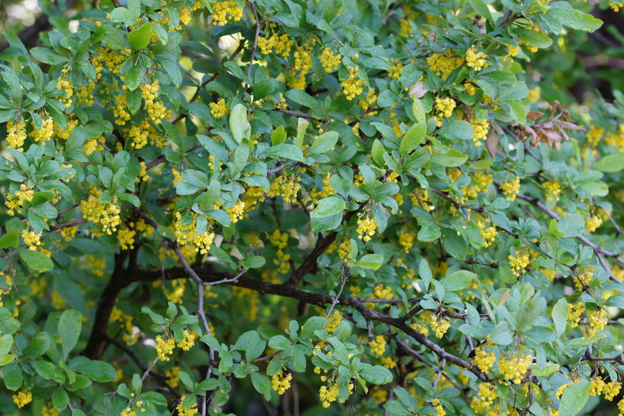 Navadni češmin (<i>Berberis vulgaris</i>), Vrhnika – Pokojišče, 2015-05-10 (Foto: Benjamin Zwittnig)