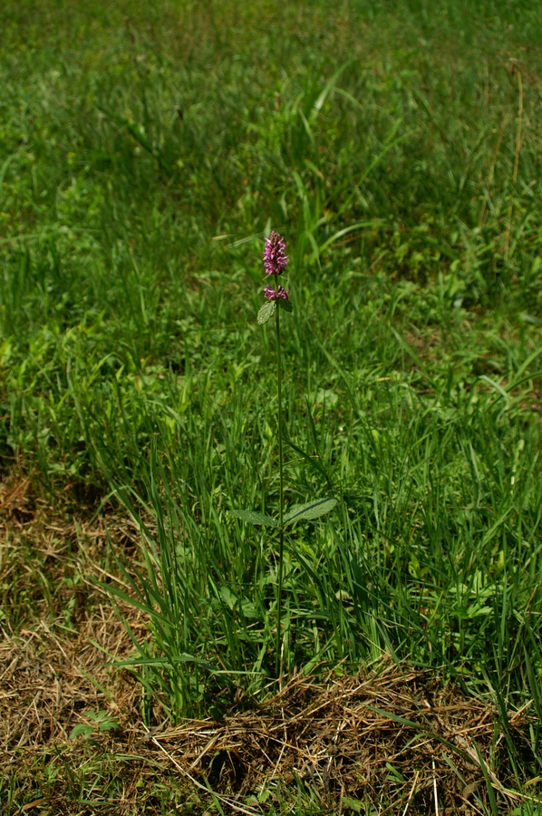 Navadni čistec (<i>Betonica officinalis</i>), Volčji potok, 2006-07-15 (Foto: Benjamin Zwittnig)