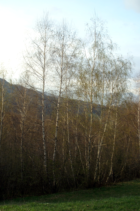 Navadna breza (<i>Betula pendula</i>), Toško čelo, 2008-04-15 (Foto: Benjamin Zwittnig)