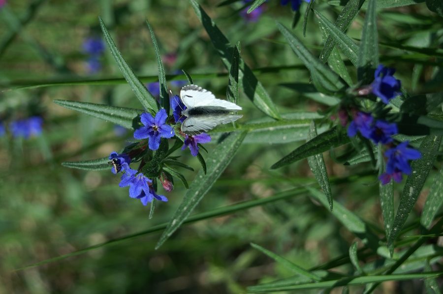 Škrlatnomodro ptičje seme (<i>Buglossoides purpurocaerulea</i>), Podpeč (Kraški rob), 2007-04-28 (Foto: Benjamin Zwittnig)