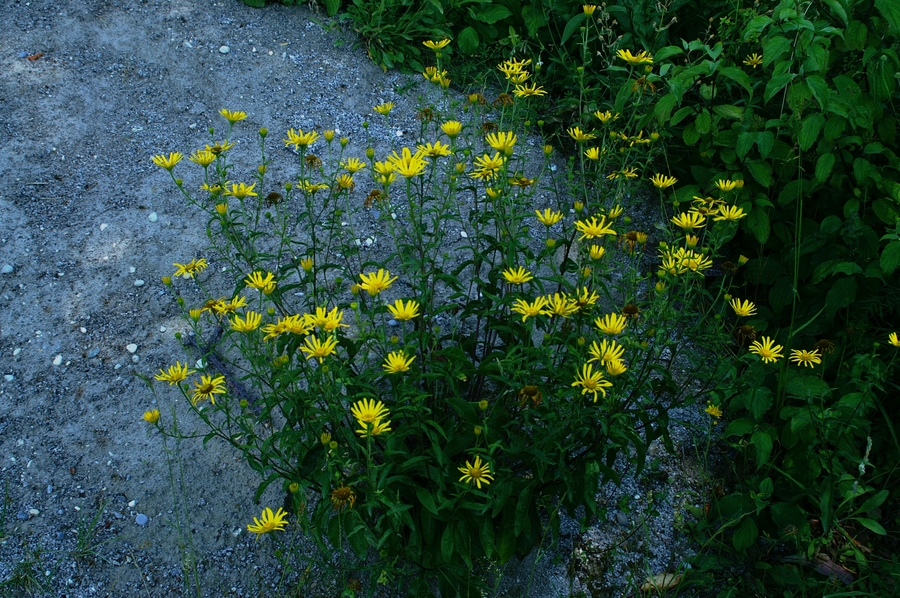 Primožek (<i>Buphthalmum salicifolium</i>), Fridrihštajn, 2006-07-08 (Foto: Benjamin Zwittnig)