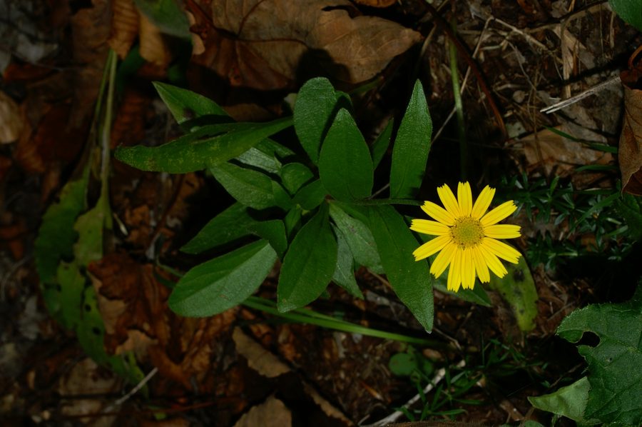 Primožek (<i>Buphthalmum salicifolium</i>), Gonte, 2006-10-11 (Foto: Benjamin Zwittnig)