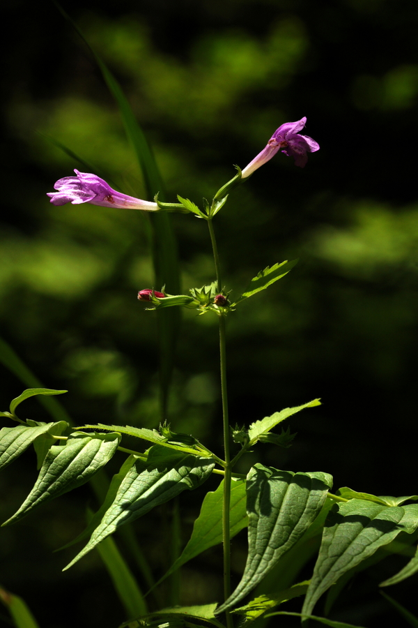 Velecvetni čober (<i>Calamintha grandiflora</i>), Kobilji curek (Dolenjska), 2014-07-05 (Foto: Benjamin Zwittnig)