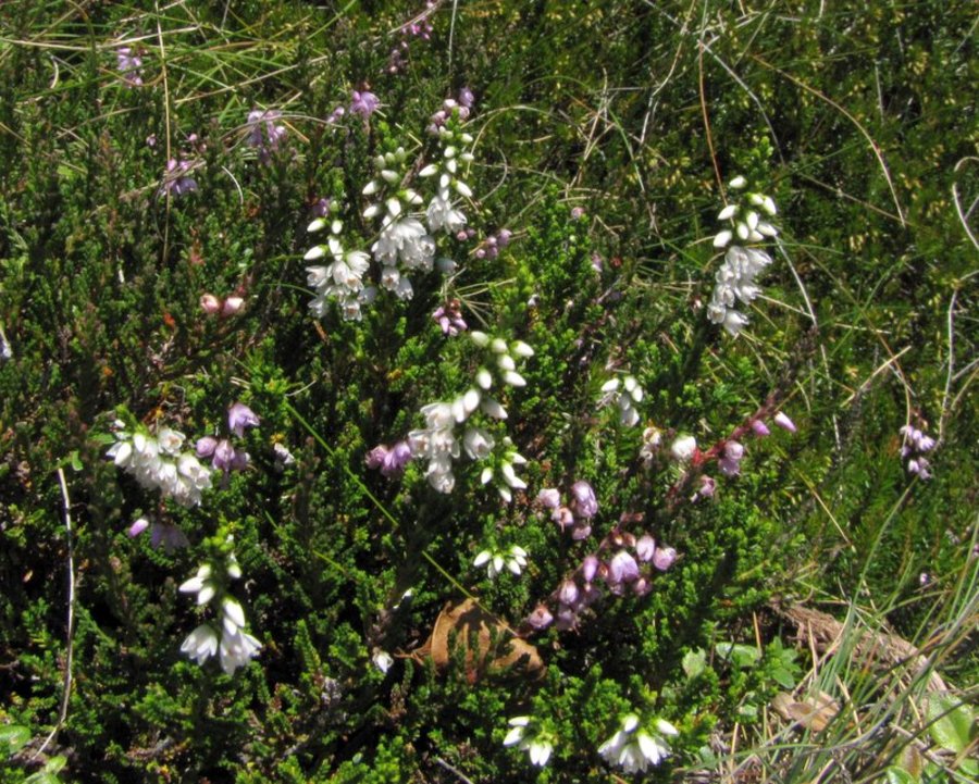 Jesenska vresa (<i>Calluna vulgaris</i>), Komen, vrh  (Smrekovško pogorje), 2011-08-20 (Foto: Boris Gaberšček)