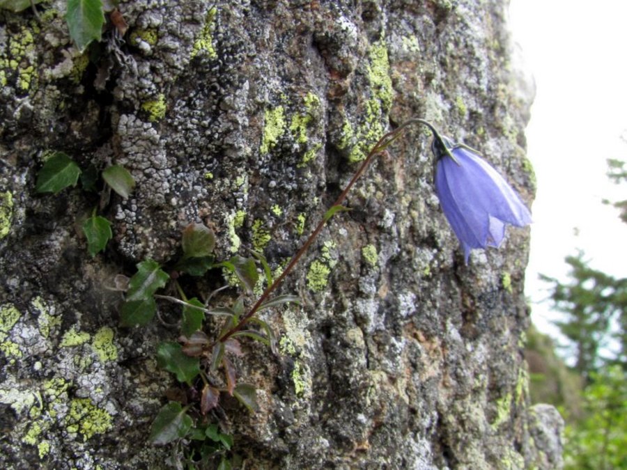 Trebušasta zvončica (<i>Campanula cochleariifolia</i>), vrh Komna (Smrekovško pogorje), 2013-07-26 (Foto: Boris Gaberšček)